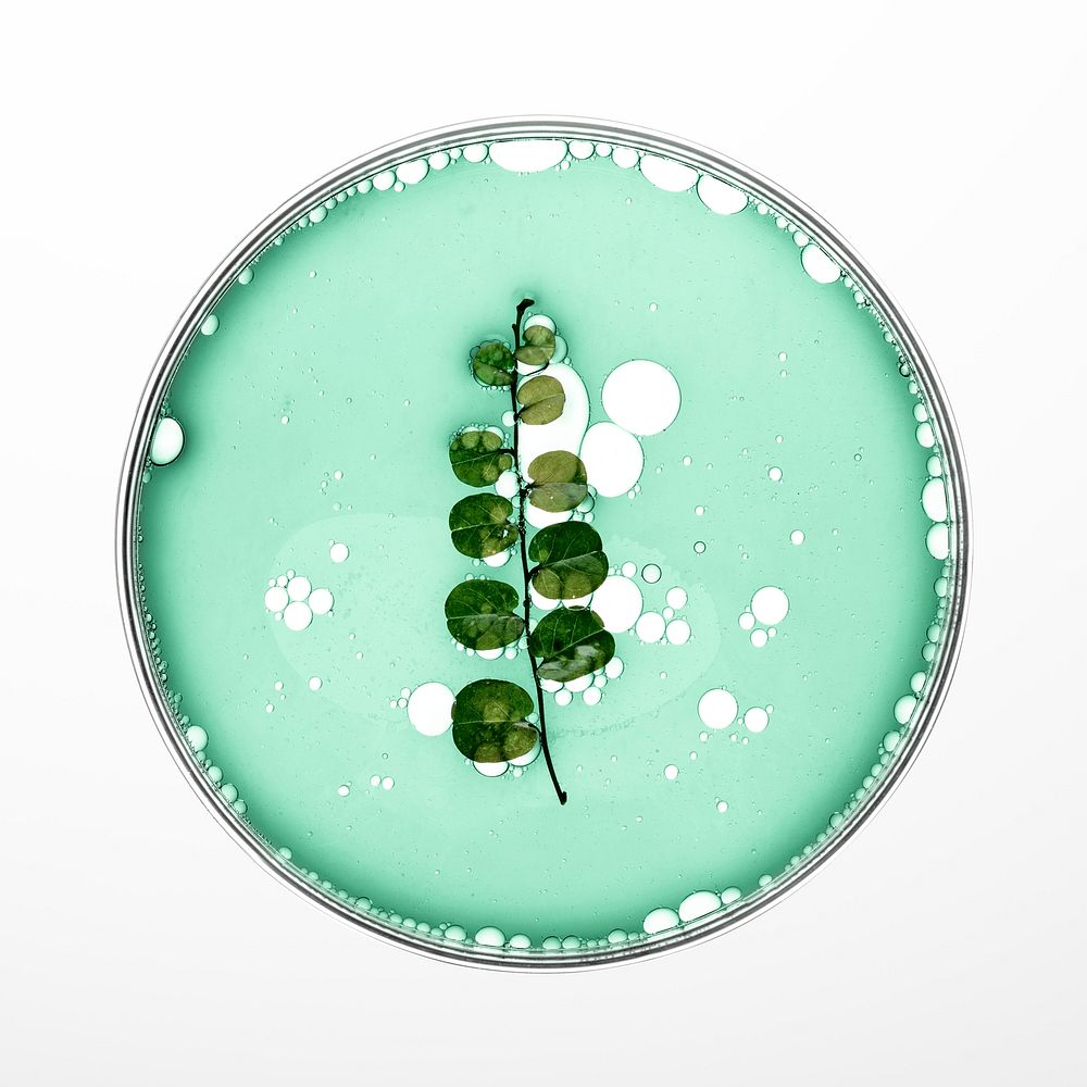 Leaf in petri dish psd natural product