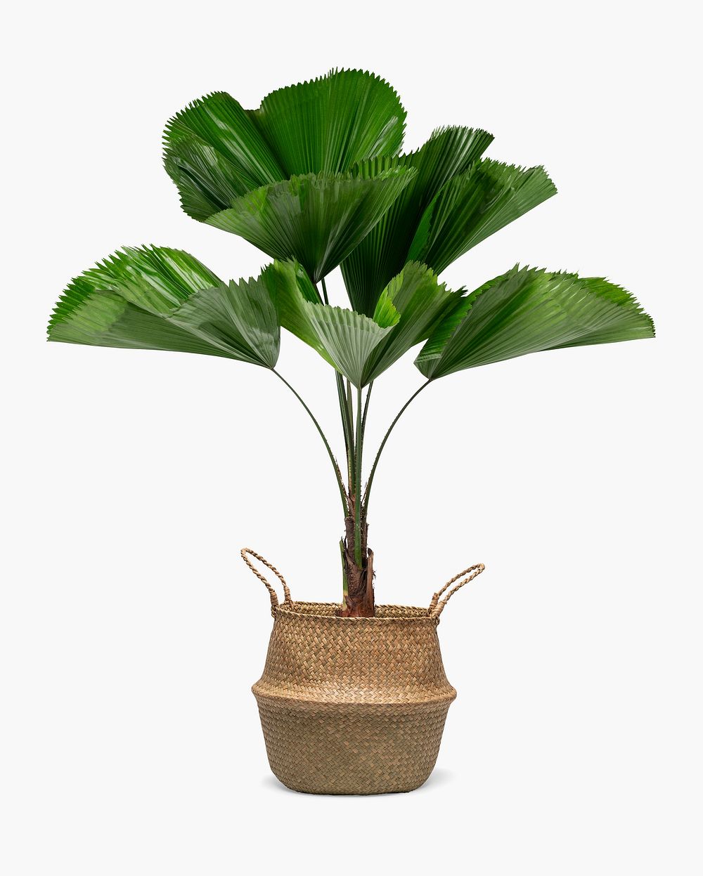 Ruffled leaf palm mockup psd in a rattan basket