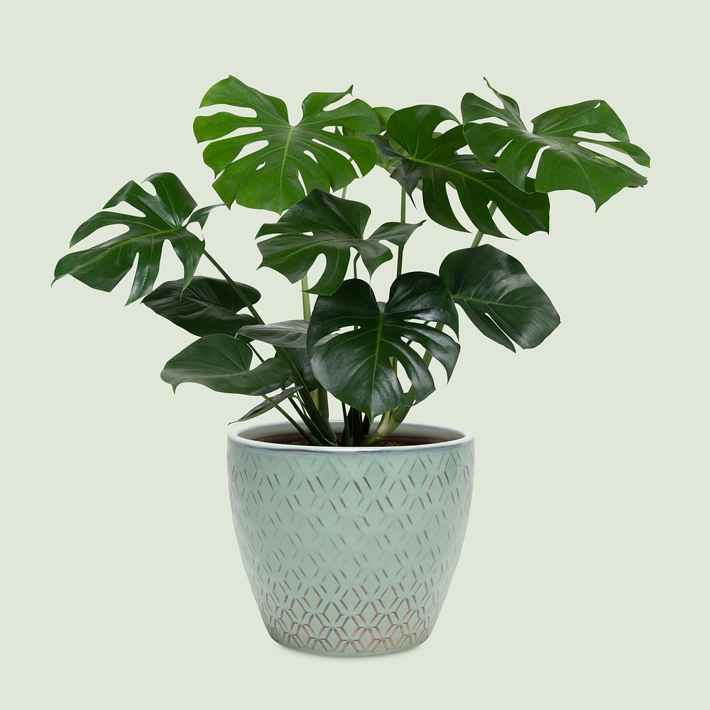 Monstera deliciosa plant in a pot