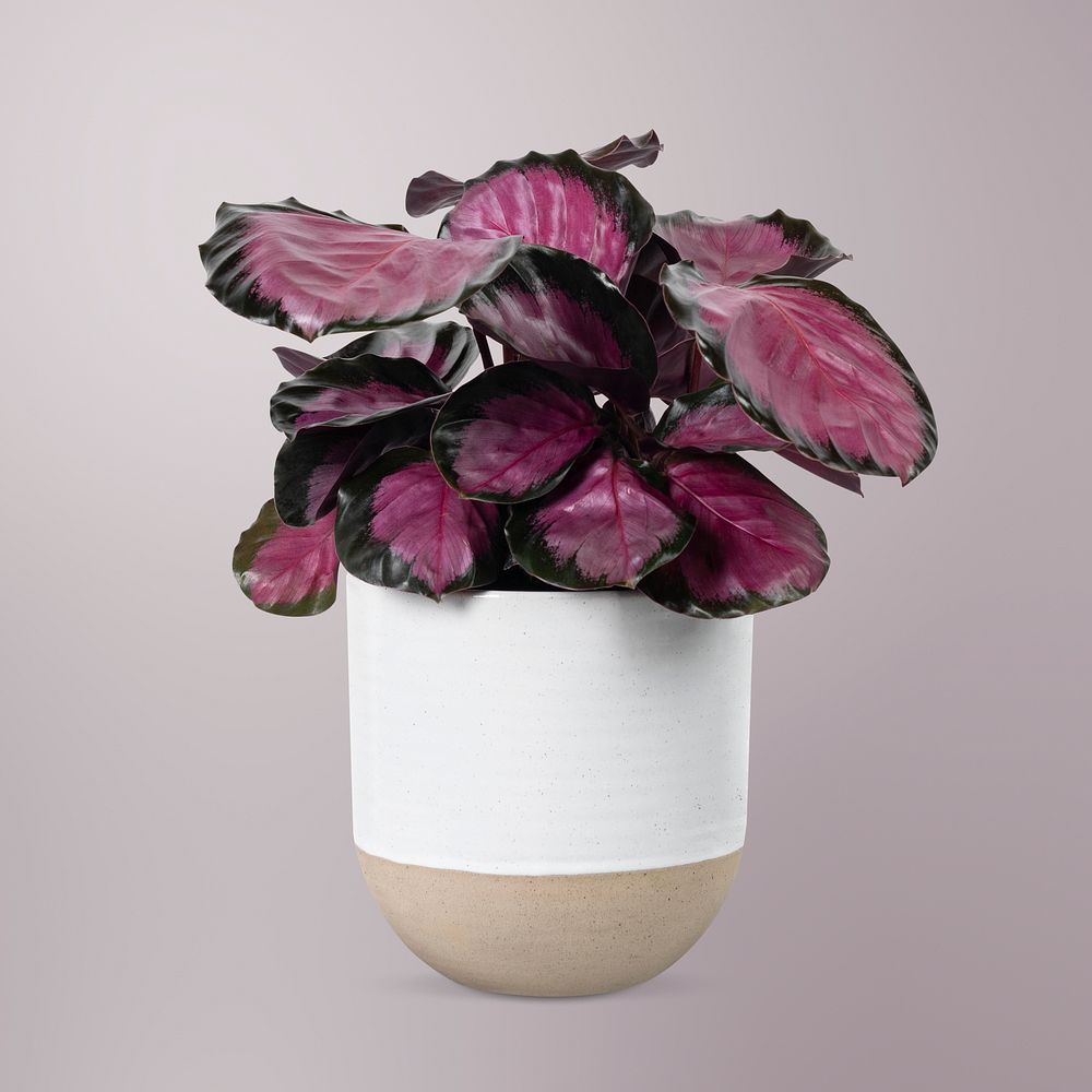 Pink plant in a white pot