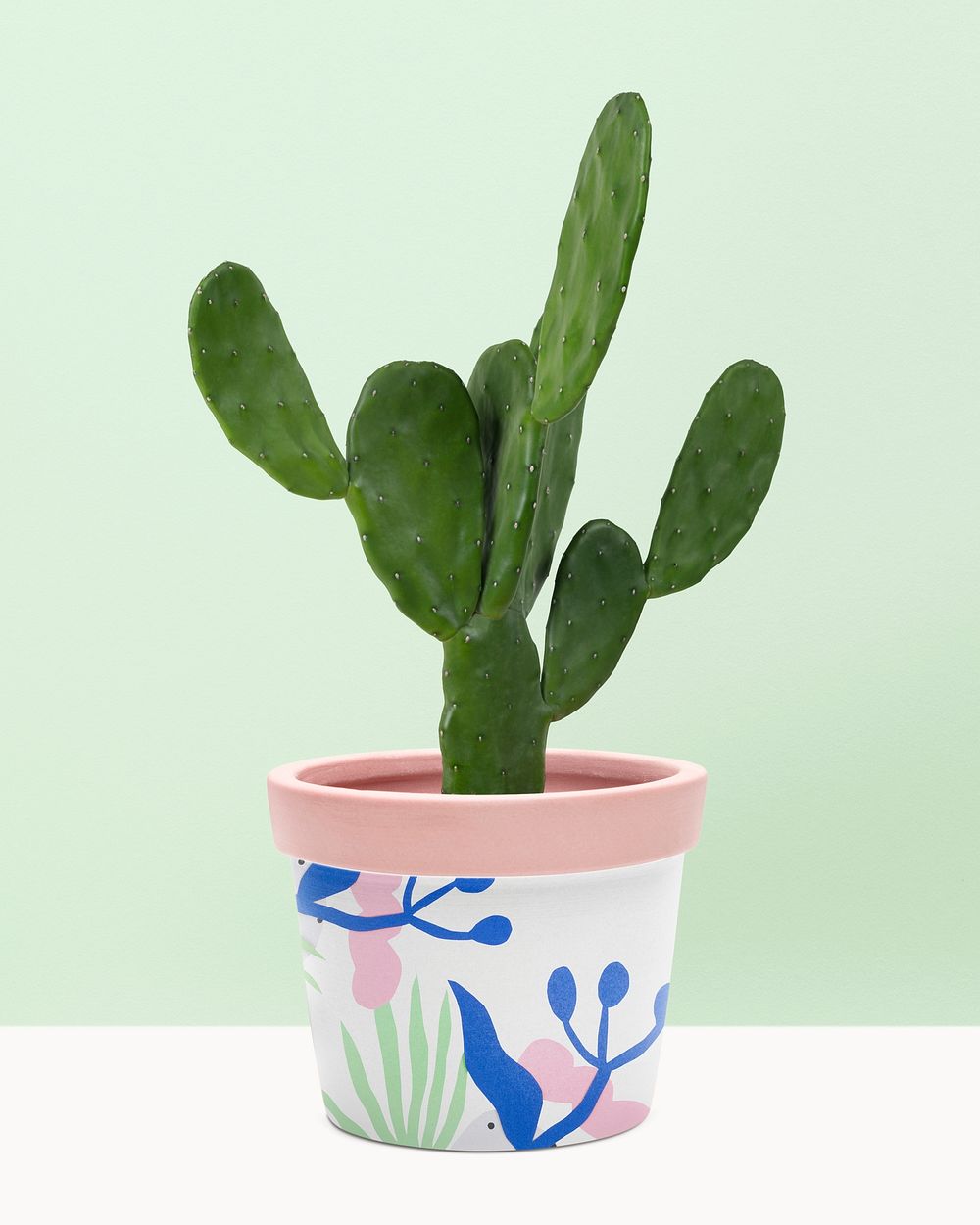 Cereus cactus plant in a patterned pot