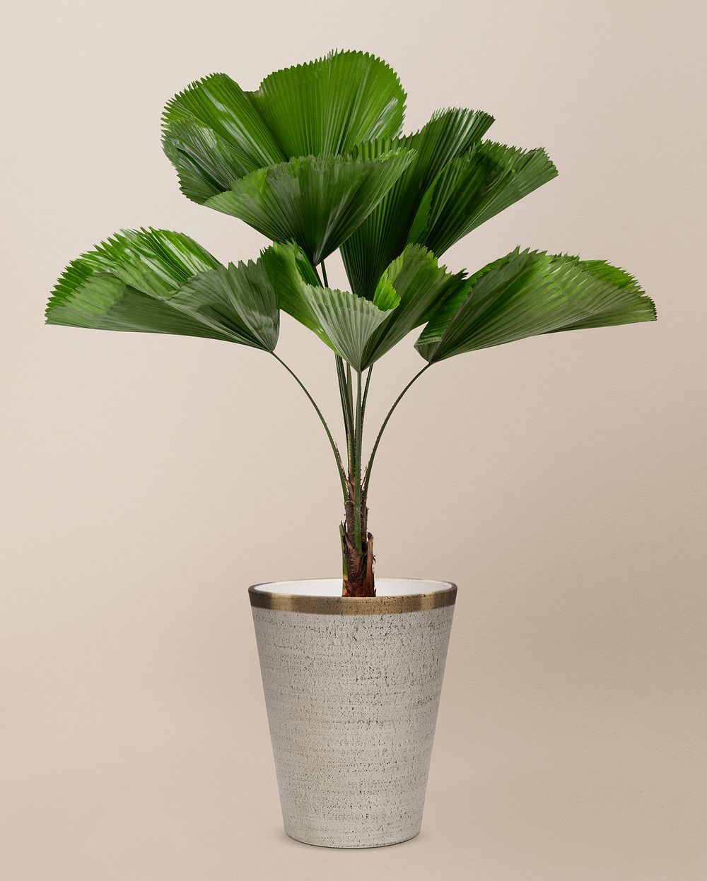 Ruffled leaf palm in a gray pot
