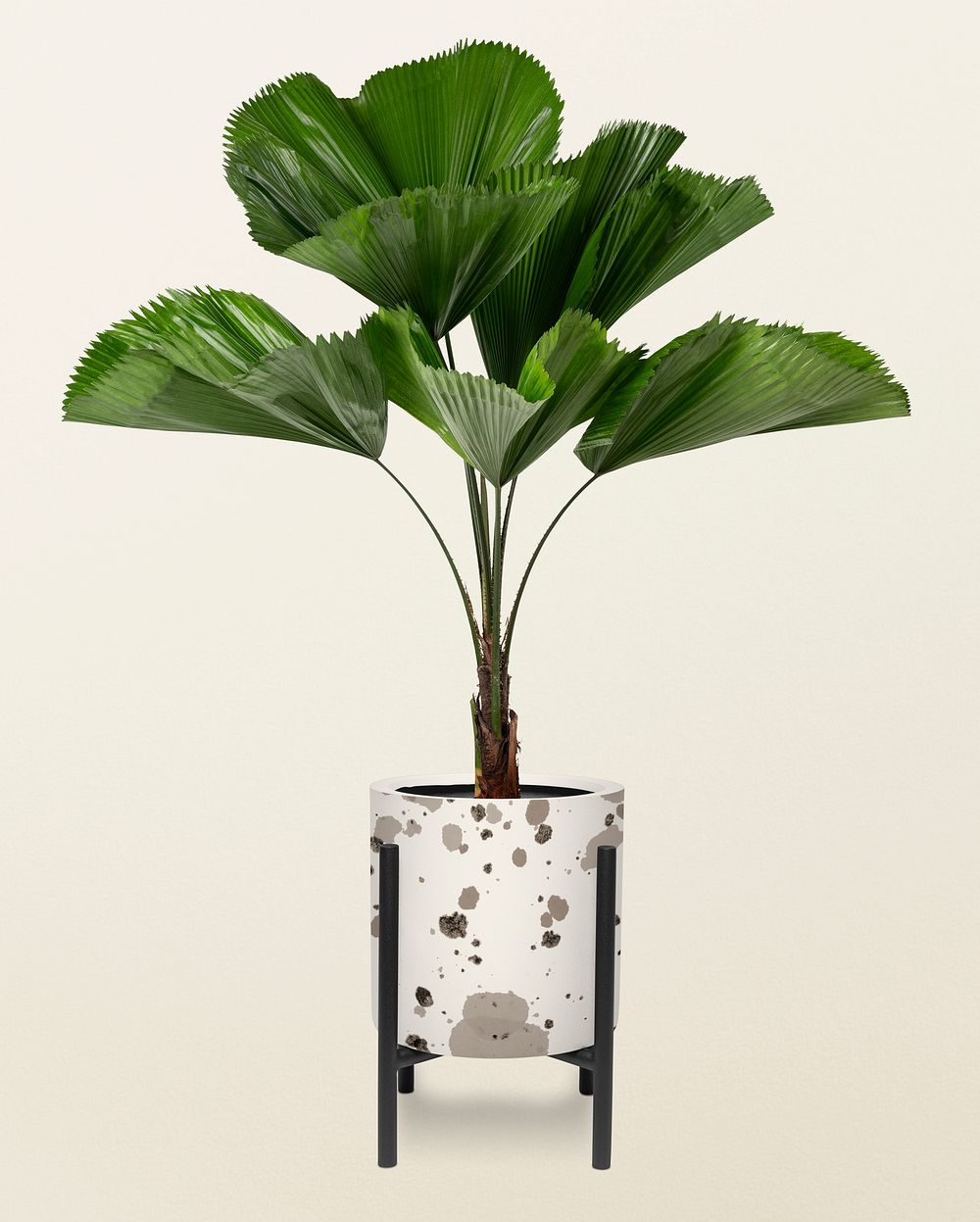 Ruffled leaf plant in a pot