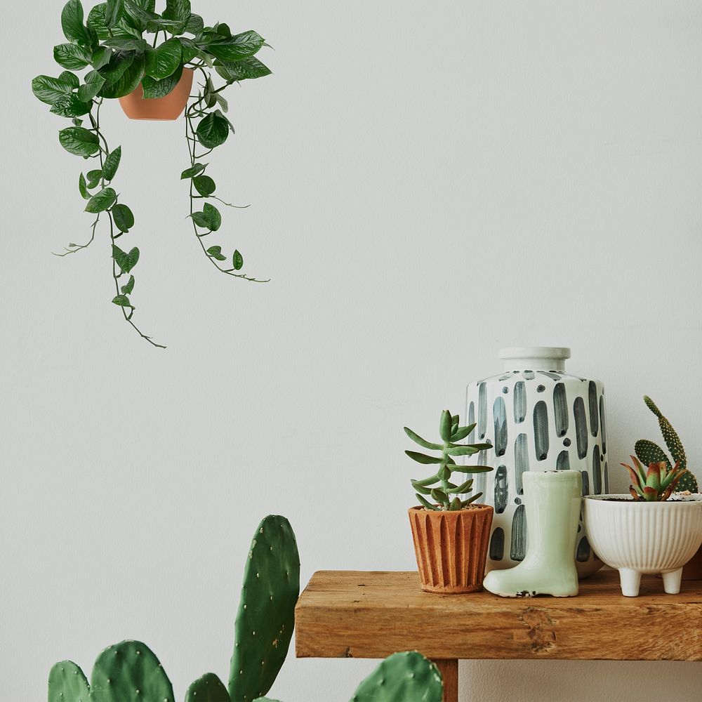 Aesthetic home with cactus and plants on a wooden shelf