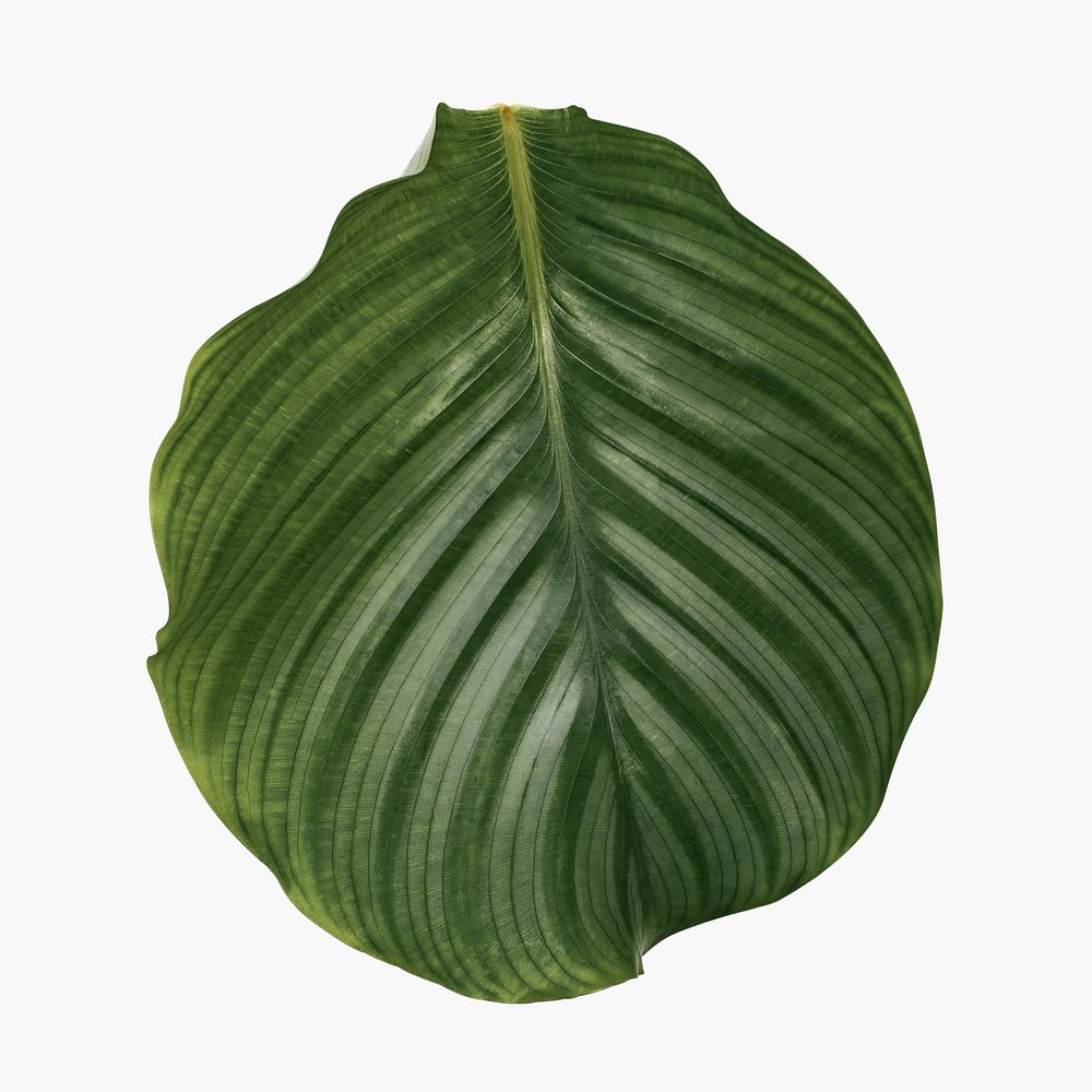 Calathea leaf from indoor plant