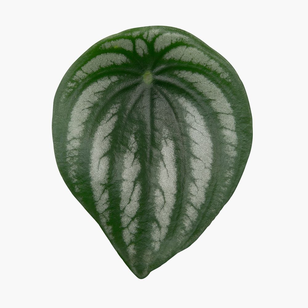 Faux watermelon peperomia plant leaf on white background