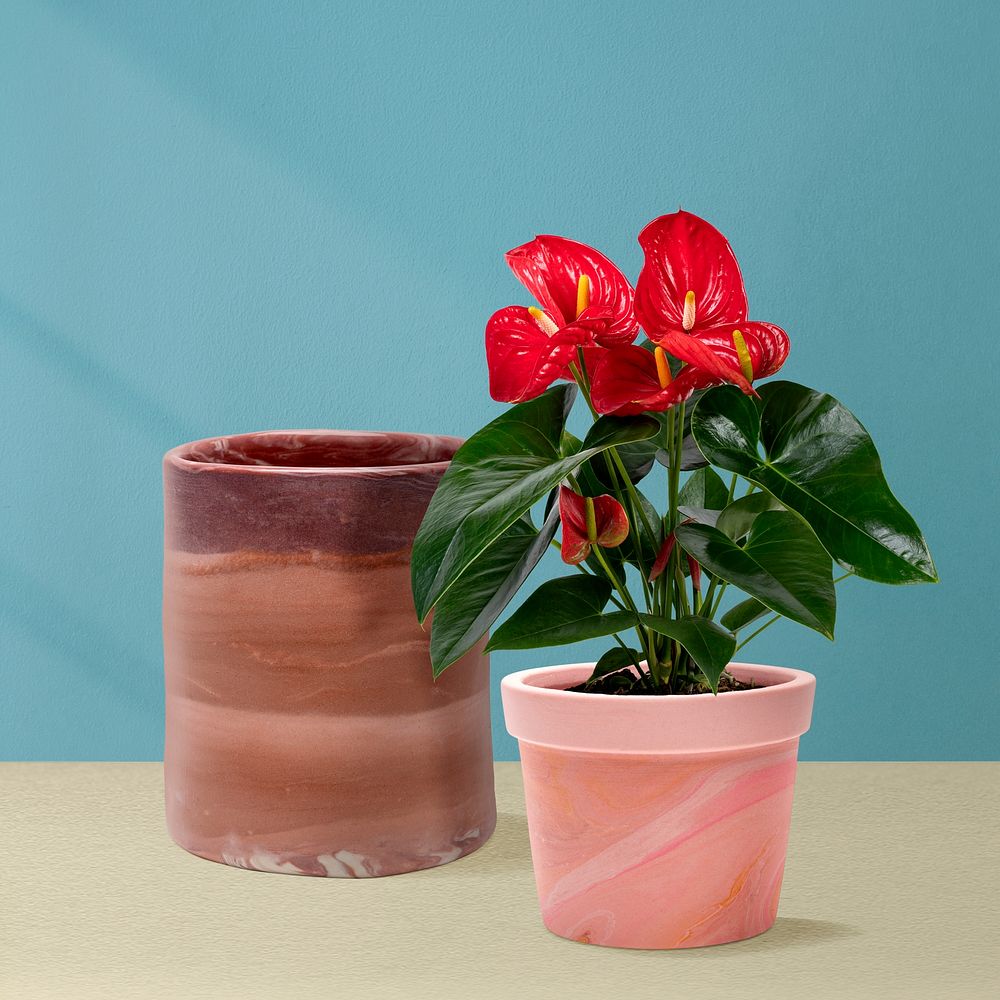 Red Anthurium plant in a pink pot