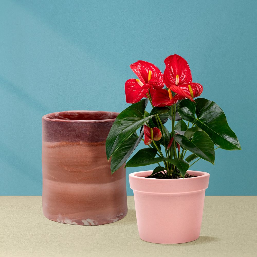 Red Anthurium plant in a pink pot