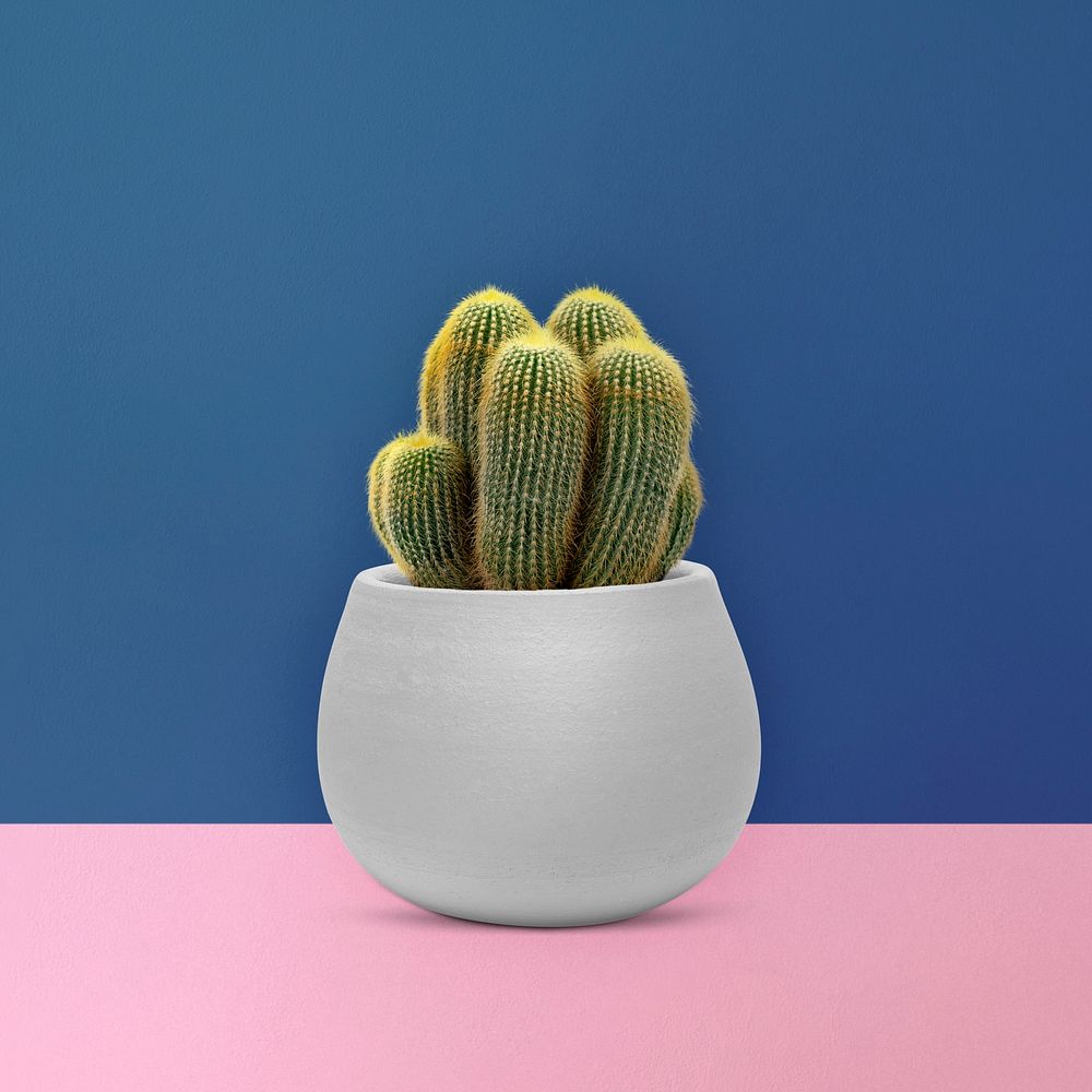 Sea sand cactus in a gray pot
