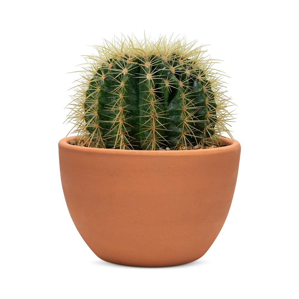 Small barrel cactus in a terracotta pot