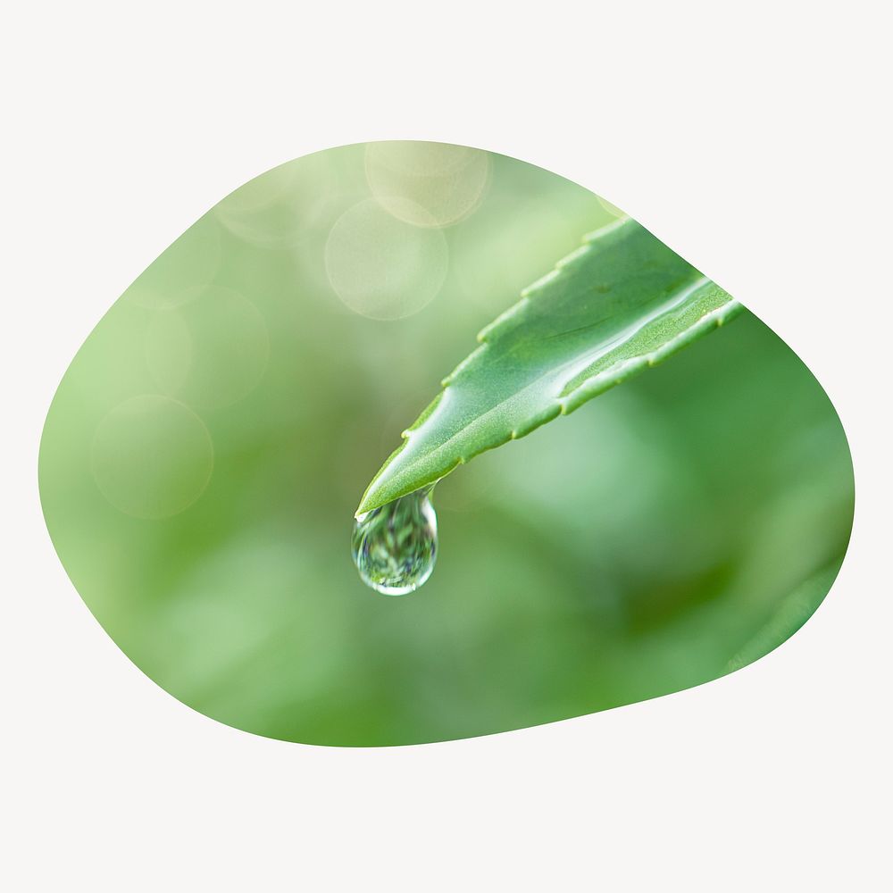 Water drop leaf blob shape badge, nature photo