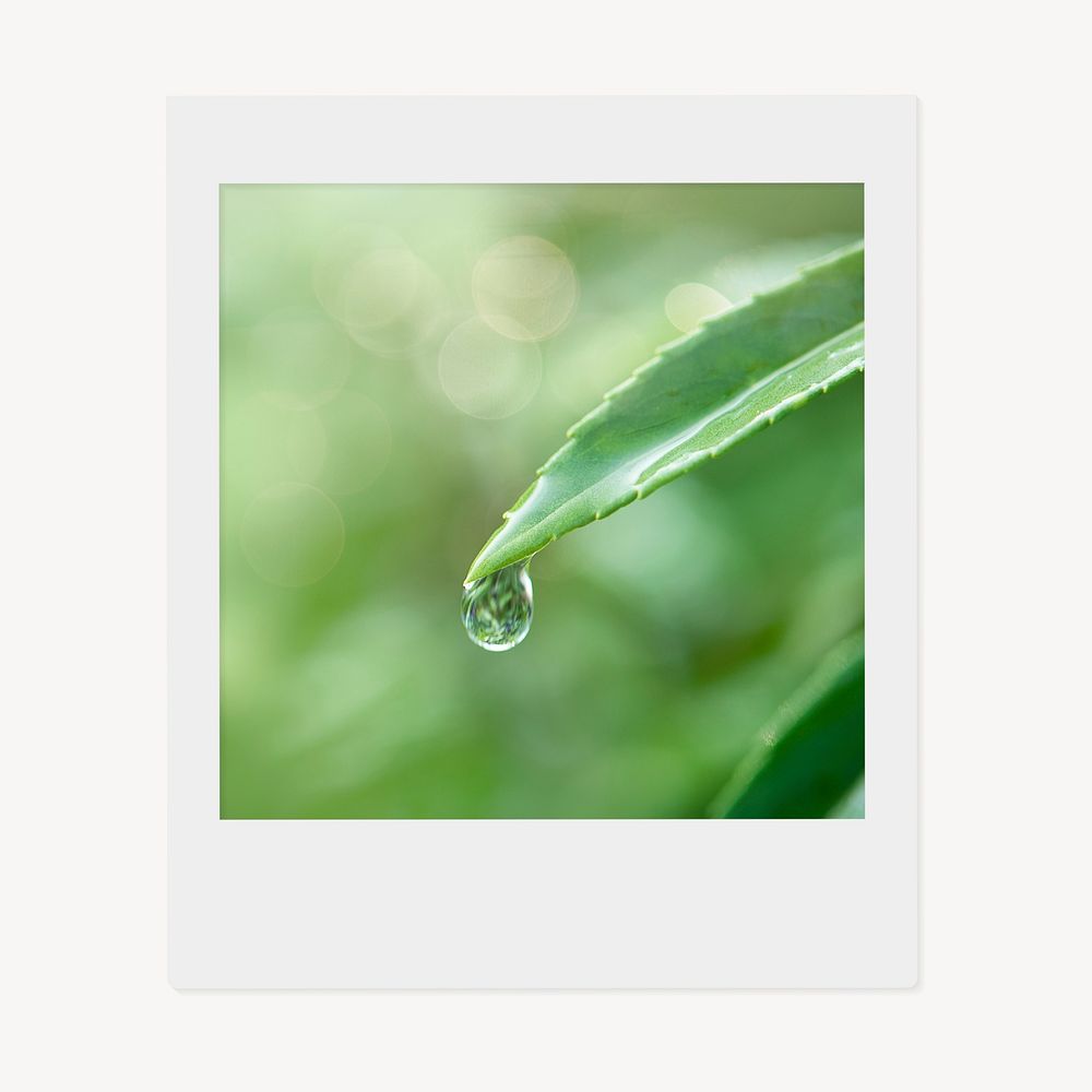Water drop leaf instant photo, nature image