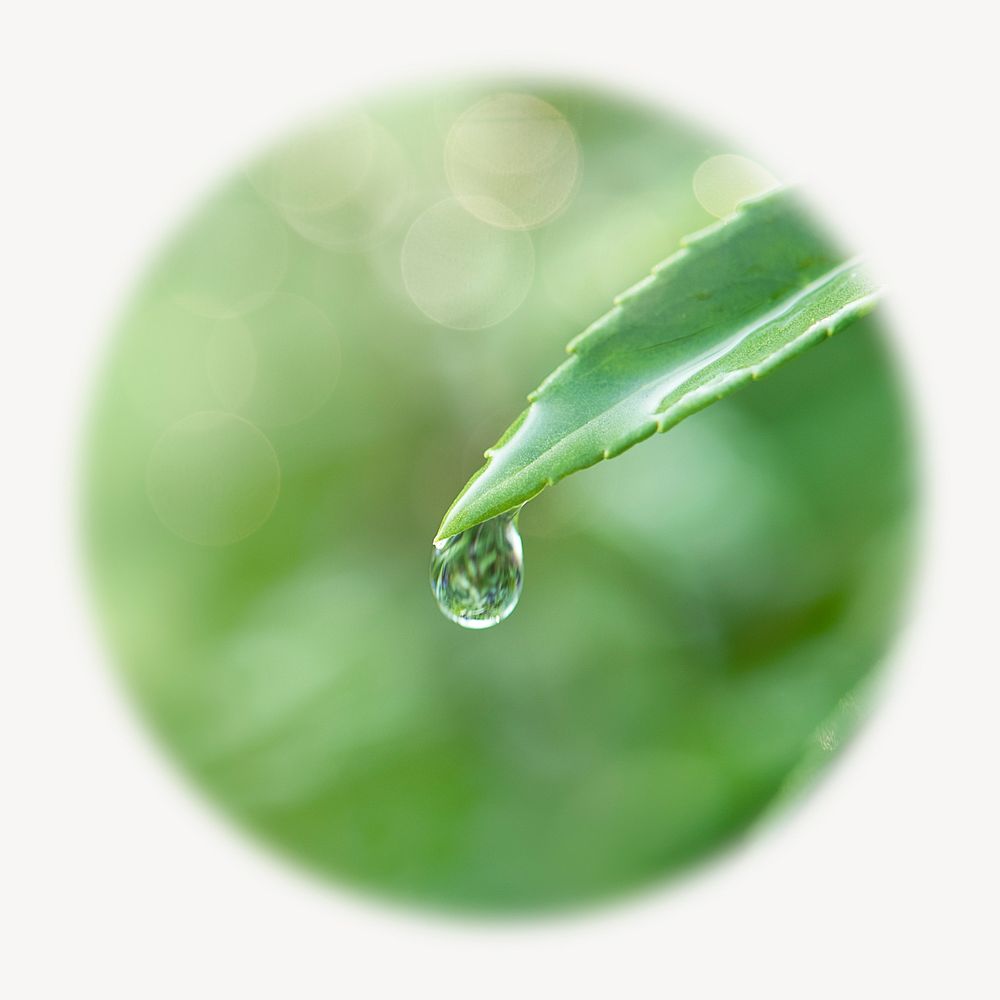 Water drop leaf blur edge circle badge, nature photo
