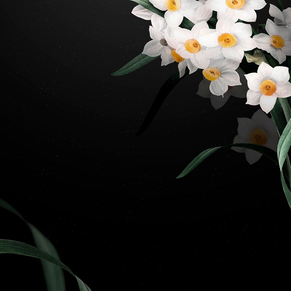 Daffodil border vector on black background