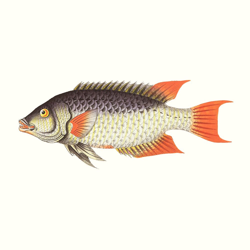Vintage whitish sparus fish psd illustration, remixed from public domain artworks