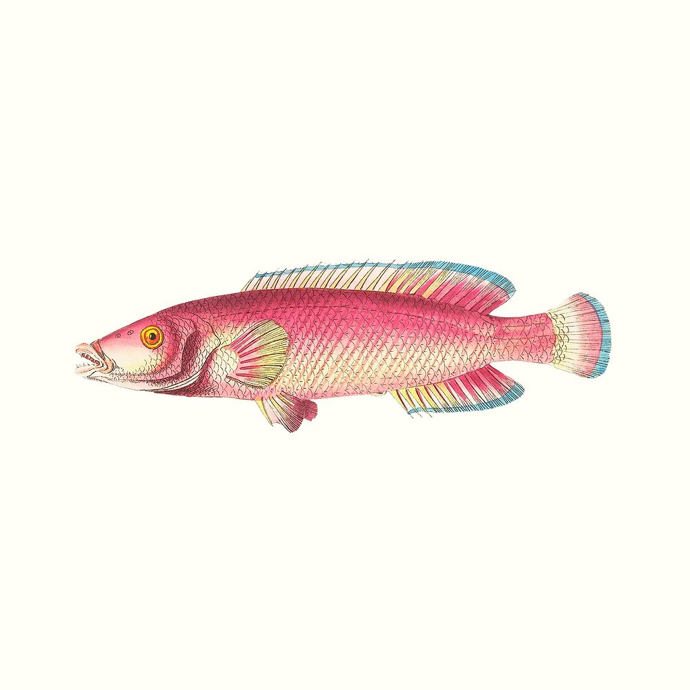 Vintage red labrus fish png psd illustration, remixed from public domain artworks