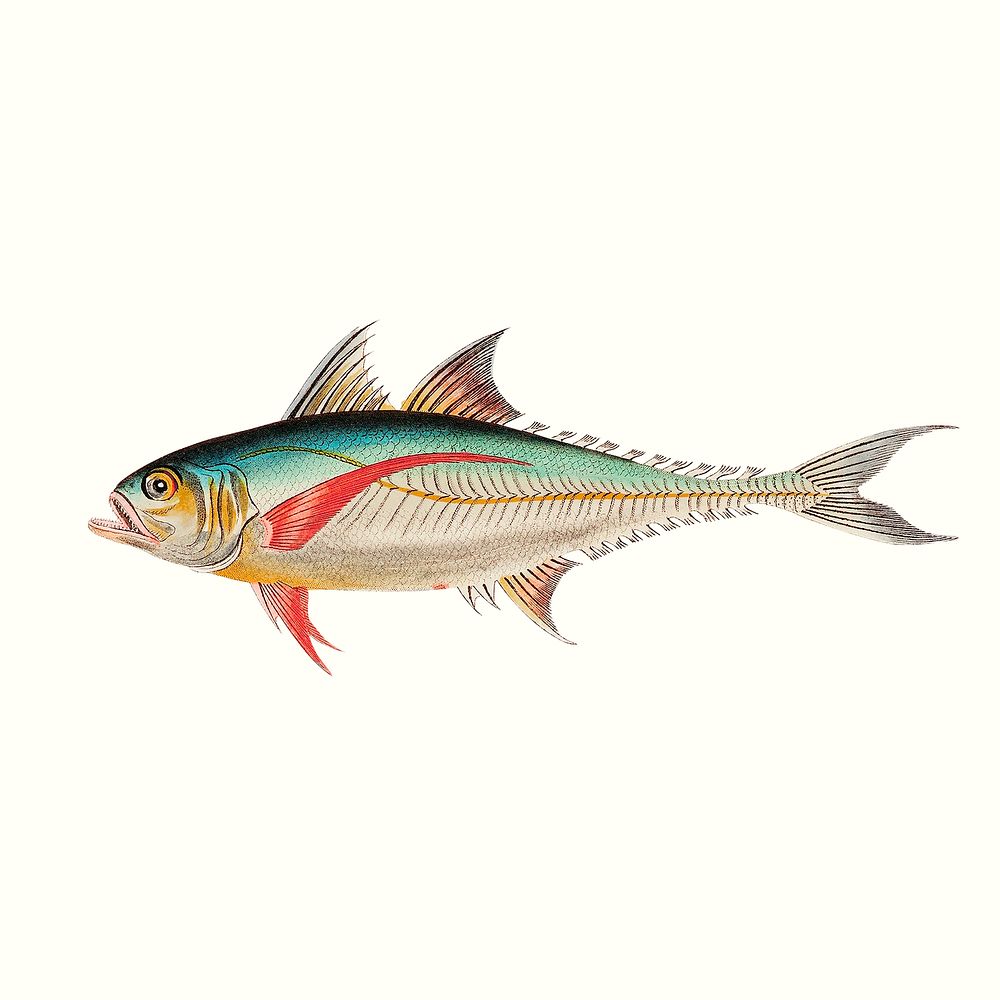Vintage mackerel psd illustration, remixed from public domain artworks
