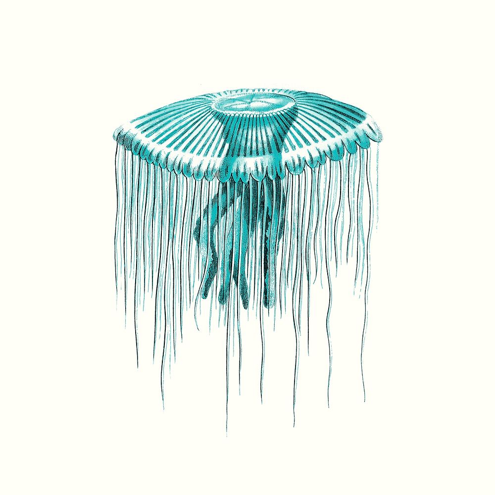 Vintage  blue jellyfish psd illustration, remixed from public domain artworks