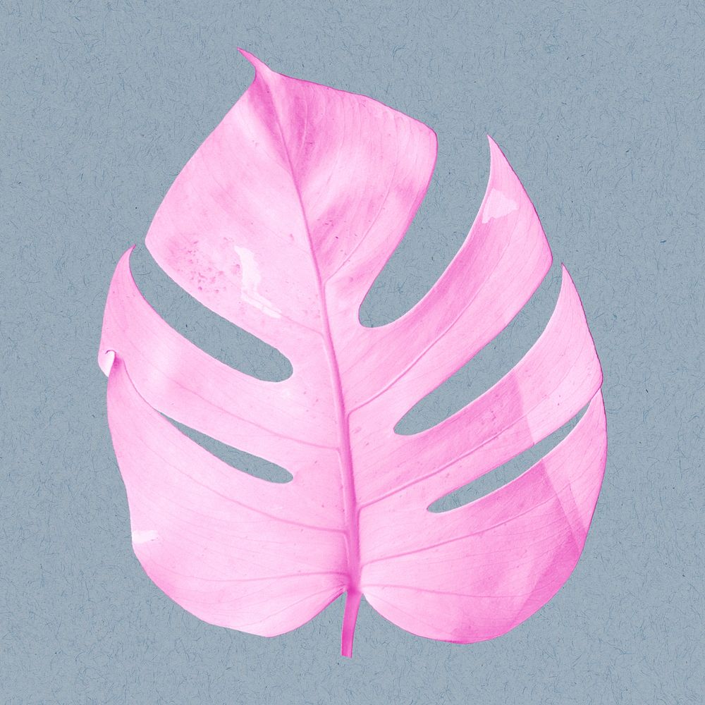 Pink monstera leaf psd illustration Premium PSD rawpixel