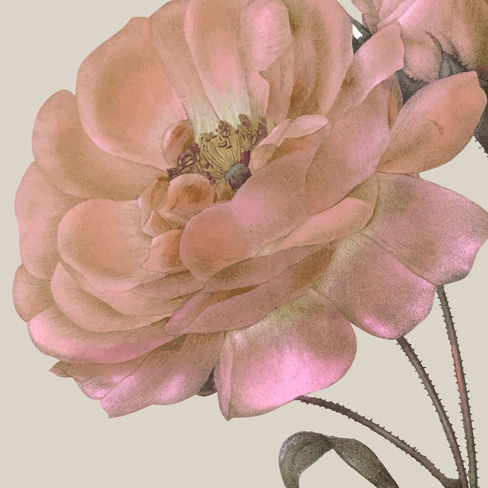Vintage floral background vector with damask rose flower illustration, remixed from public domain artworks
