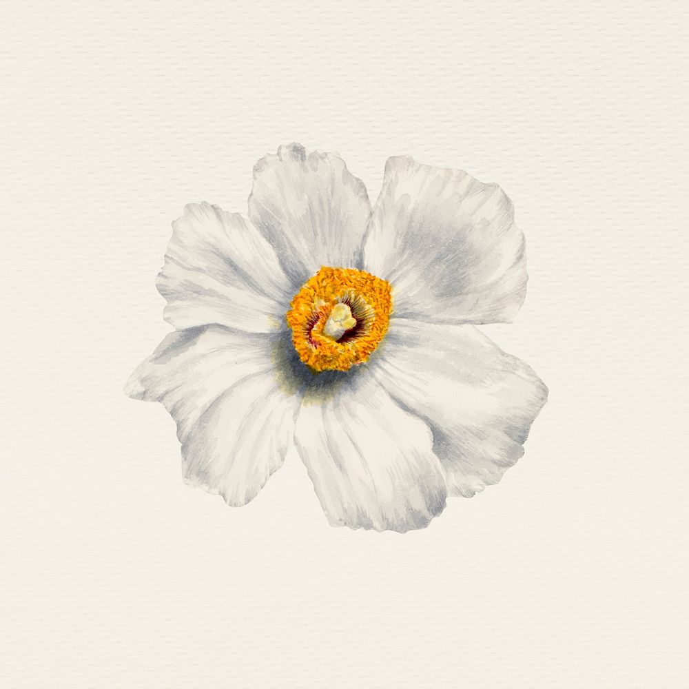 Vintage white flower psd illustration, remixed from public domain artworks