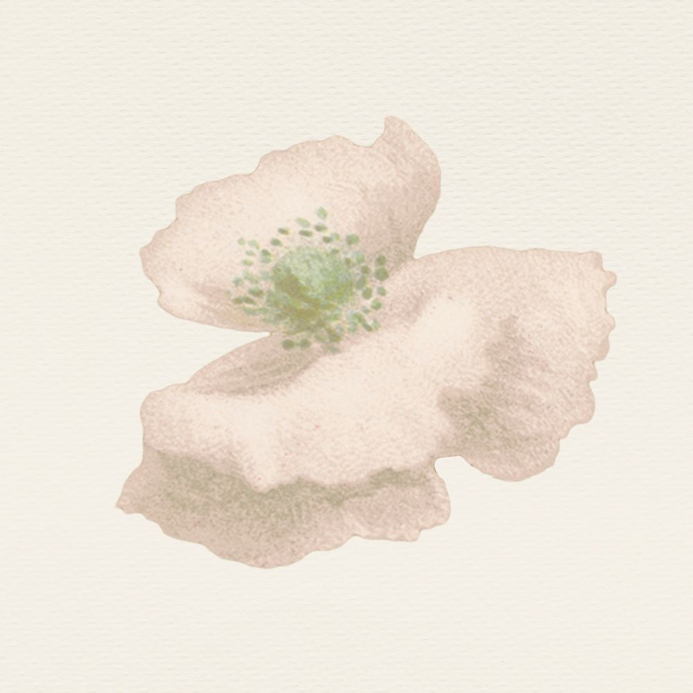 Vintage white poppy flower psd illustration, remixed from public domain artworks
