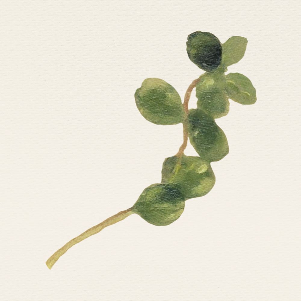 Vintage green leaf psd illustration, remixed from public domain artworks