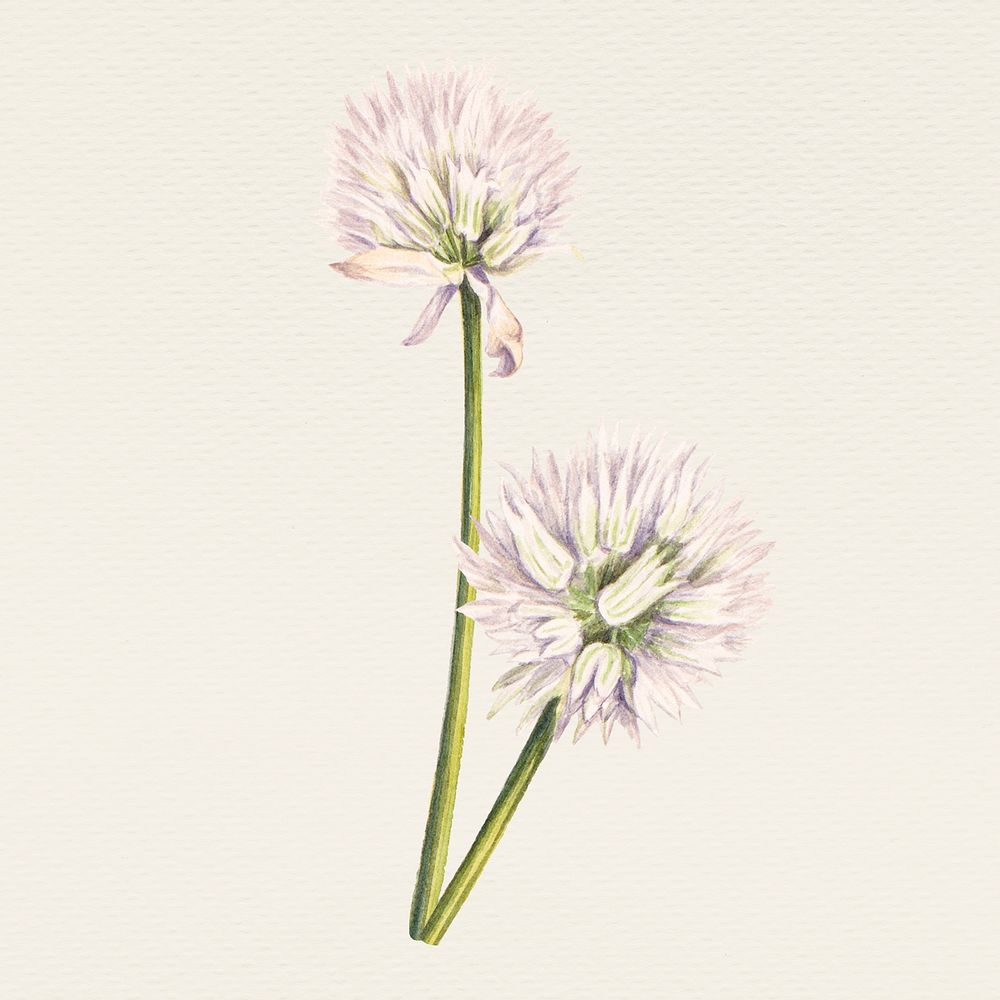 Vintage onion flower psd illustration, remixed from public domain artworks
