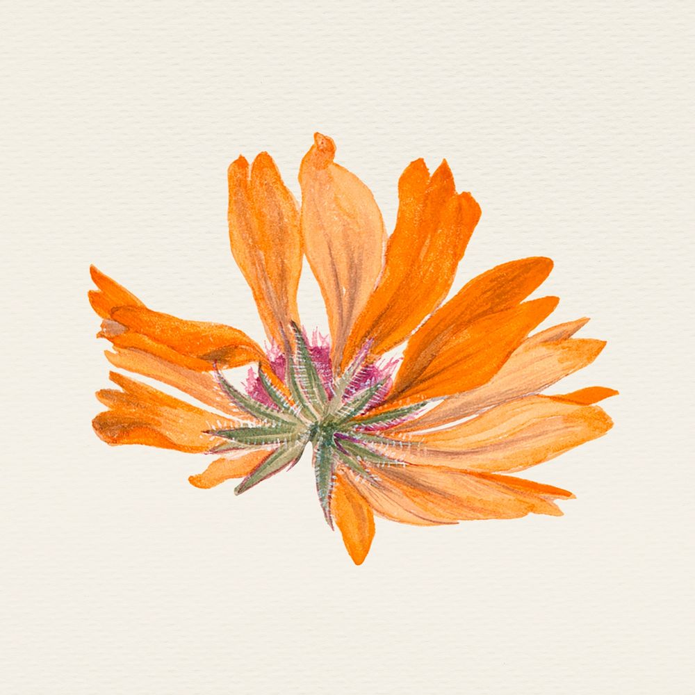Vintage orange flower psd/ illustration, remixed from public domain artworks