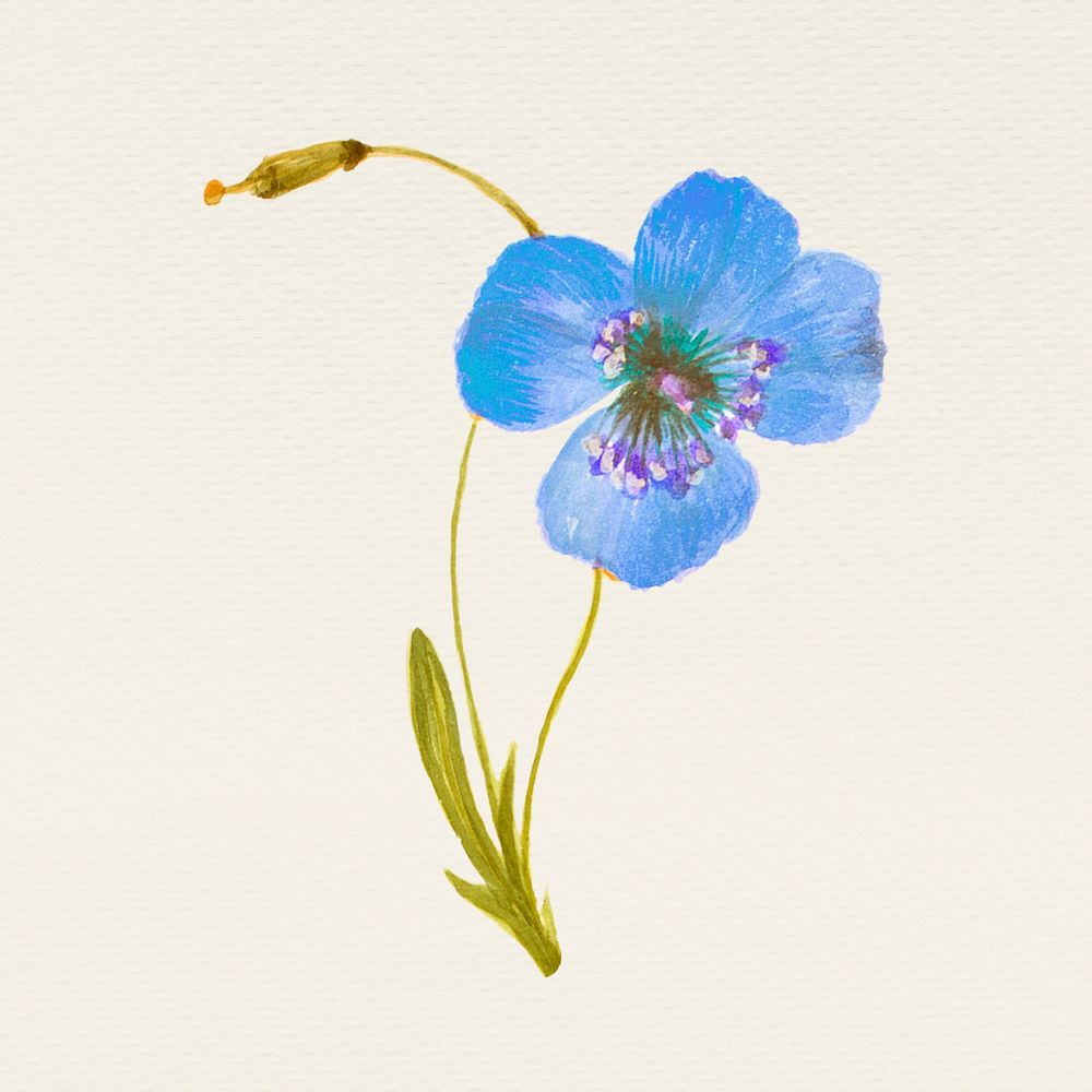 Vintage blue poppy flower psd illustration, remixed from public domain artworks