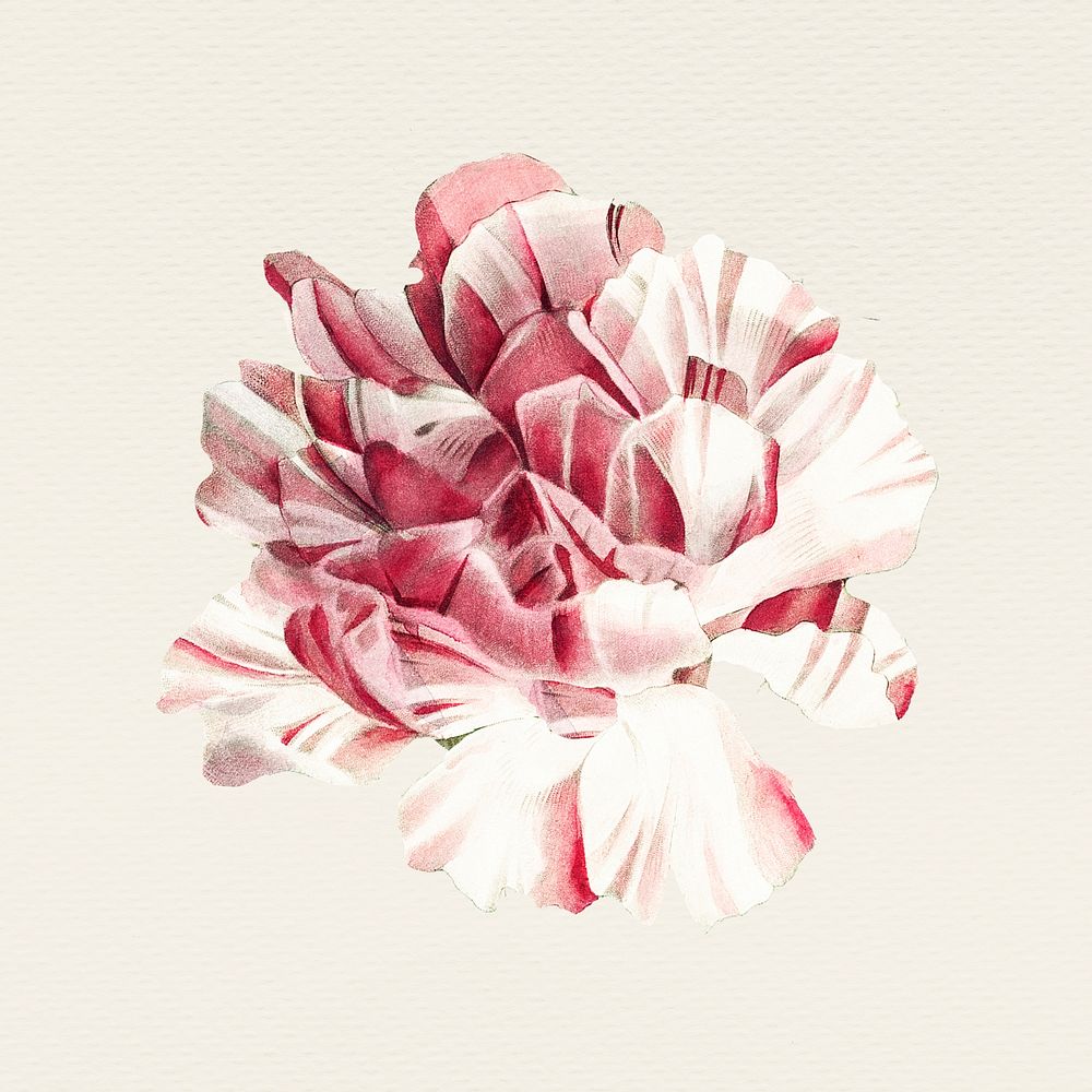 Blooming carnation flower psd illustration, remixed from public domain artworks
