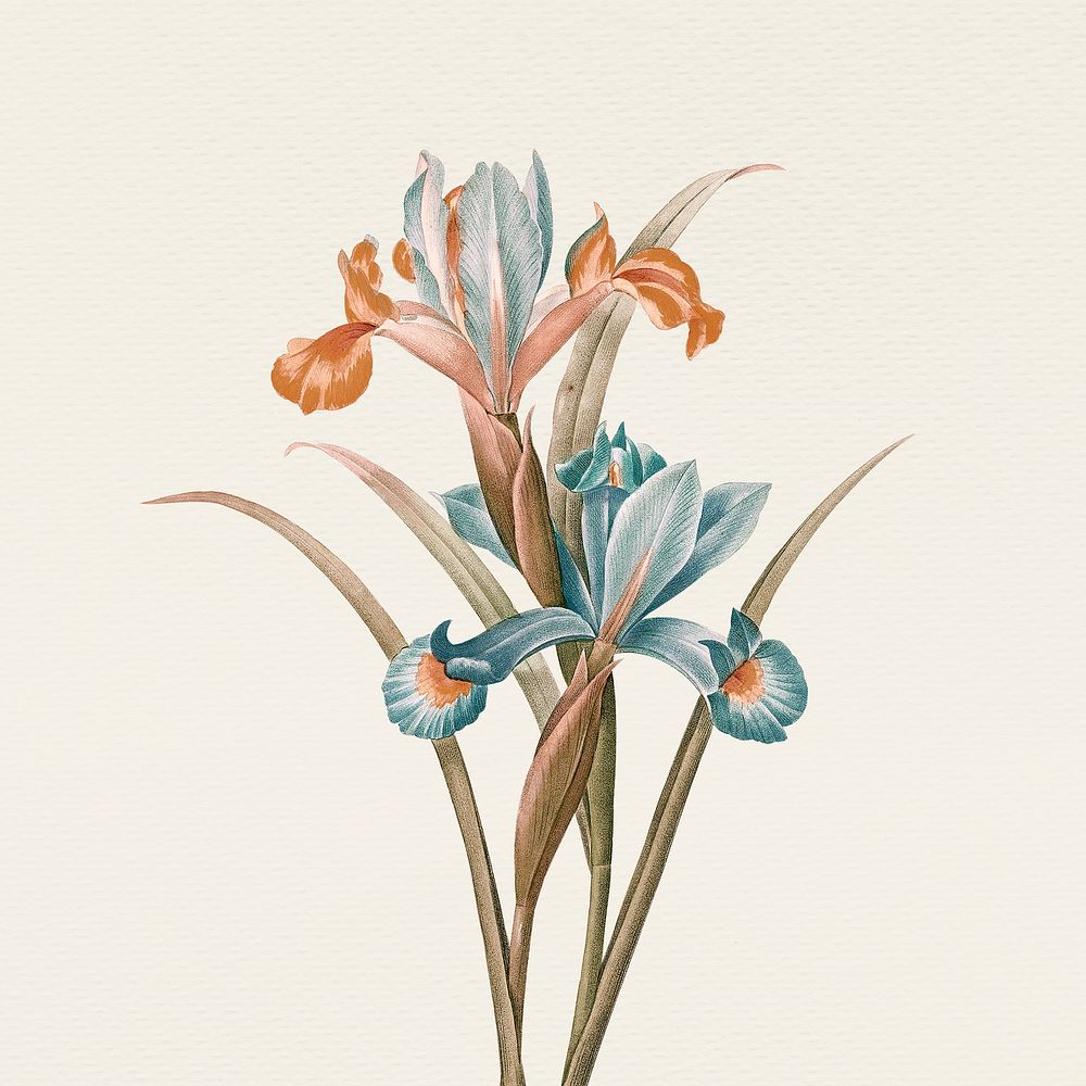 Vintage iris flower psd illustration, remixed from public domain artworks