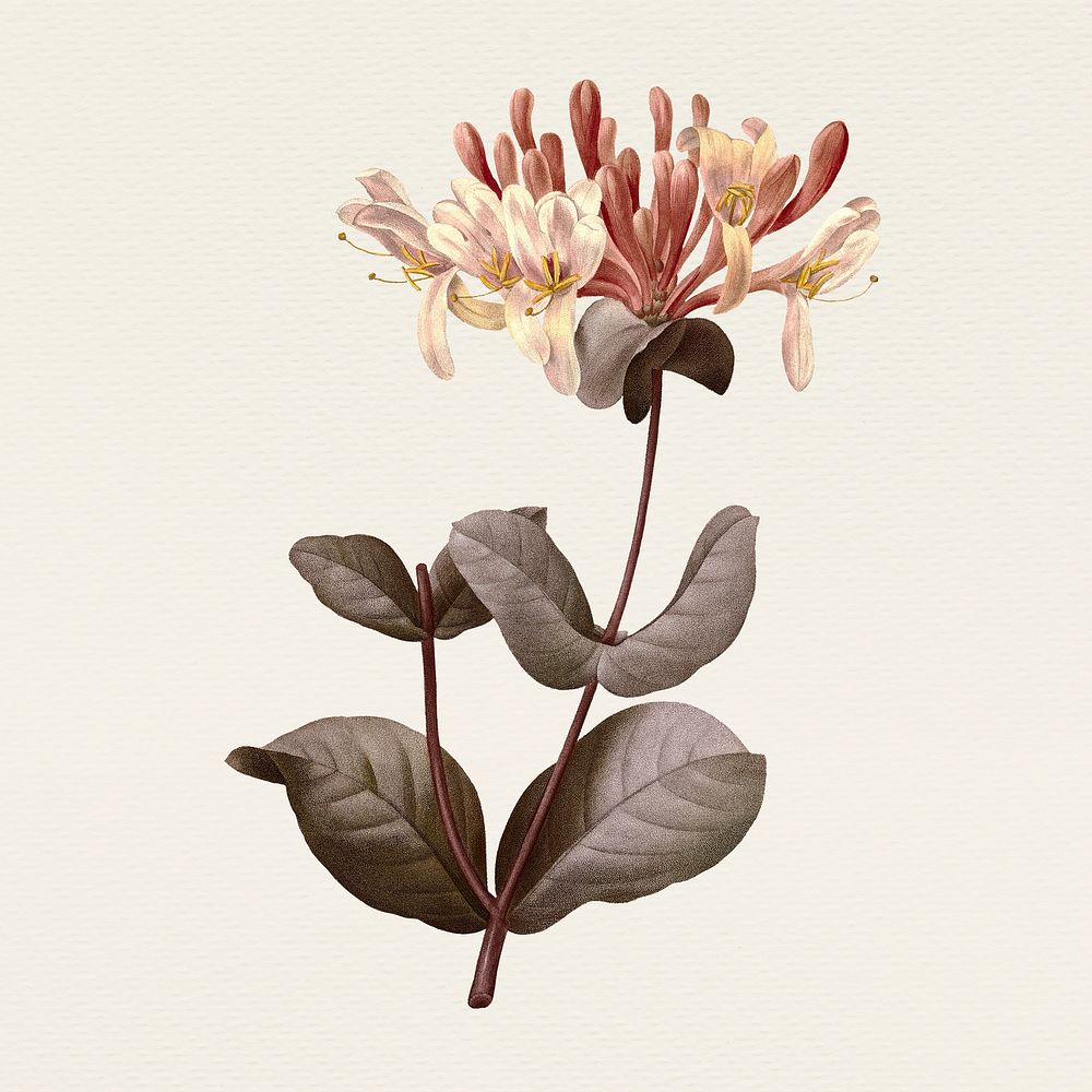 Vintage honeysuckle flower psd illustration, remixed from public domain artworks
