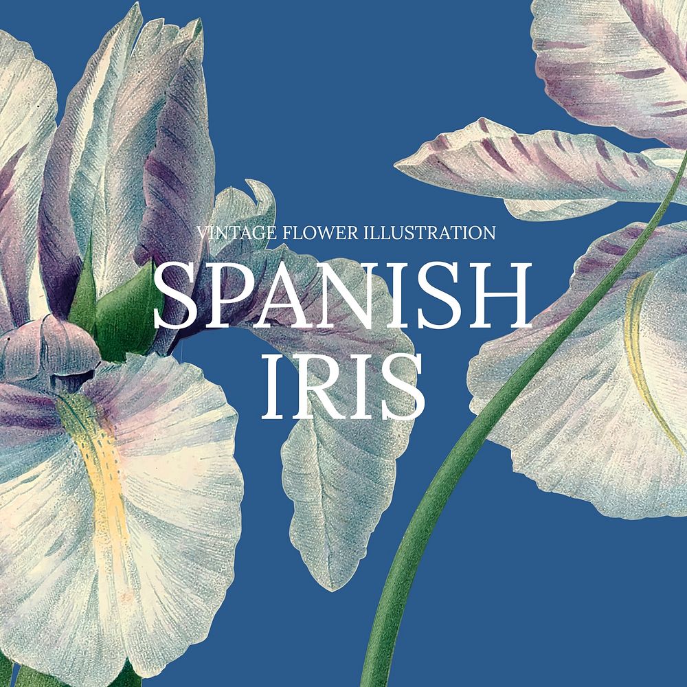 Floral template vector with spanish iris background, remixed from public domain artworks