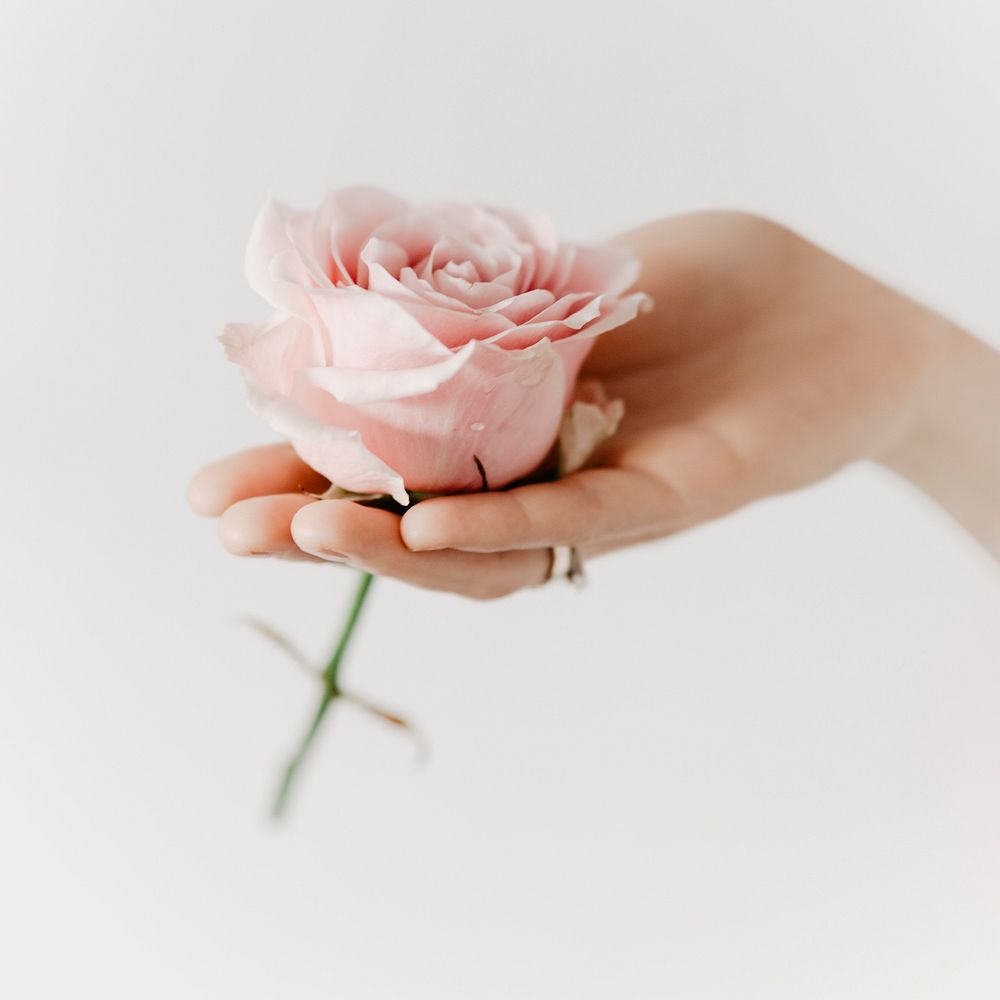 Aesthetic pink rose psd in woman&rsquo;s hand aromatherapy campaign