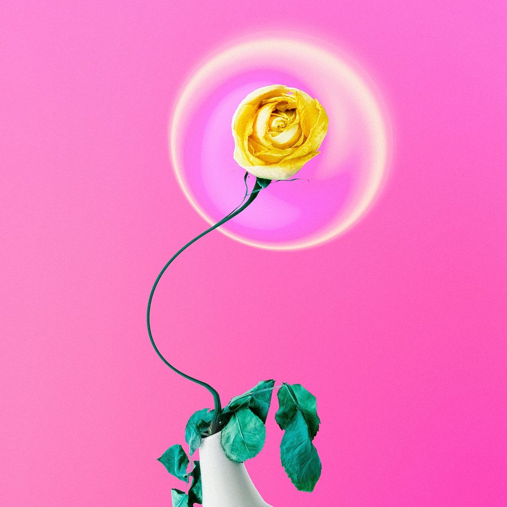 Abstract pink background, trippy yellow rose flower