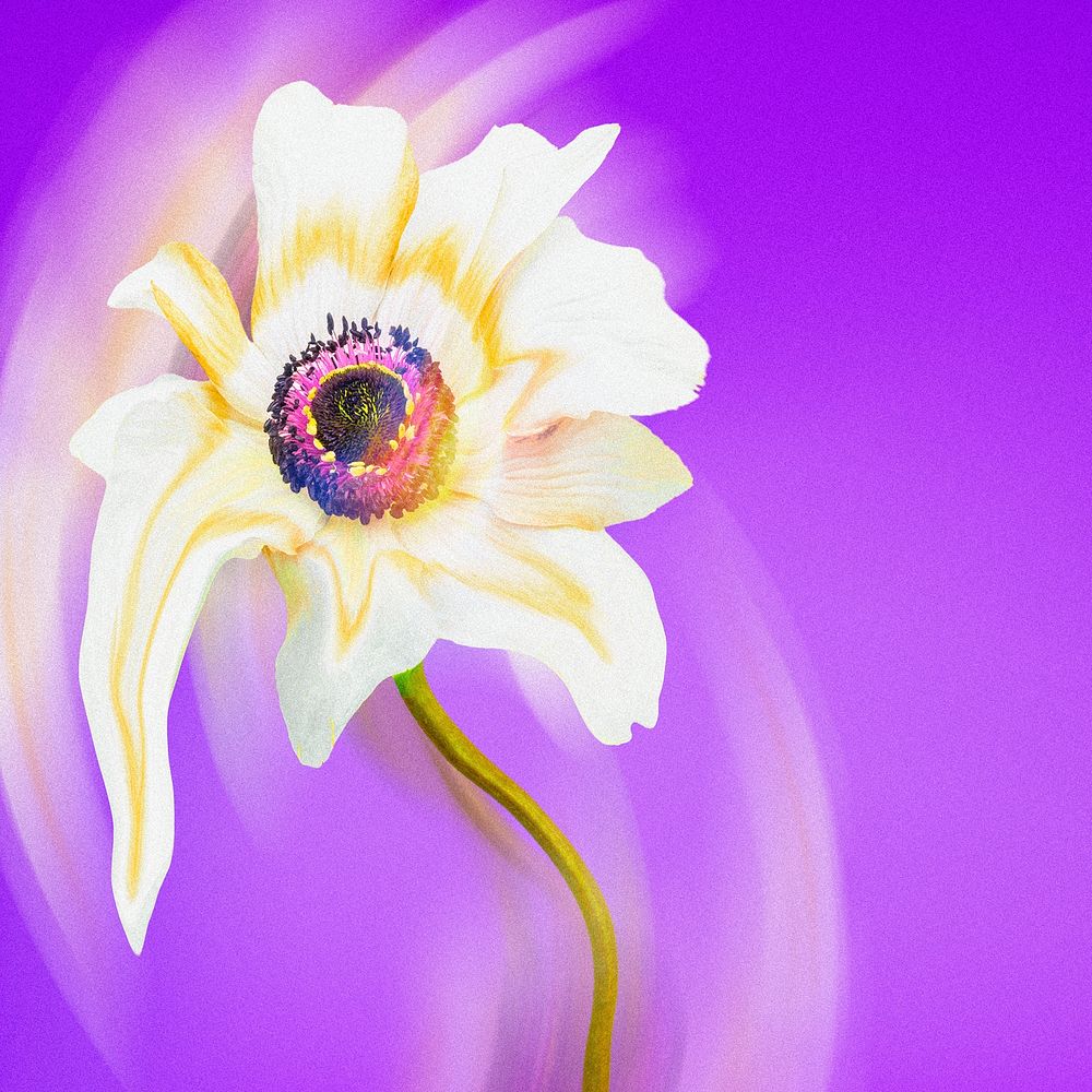 Aesthetic background purple wallpaper, white anemone flower trippy abstract design