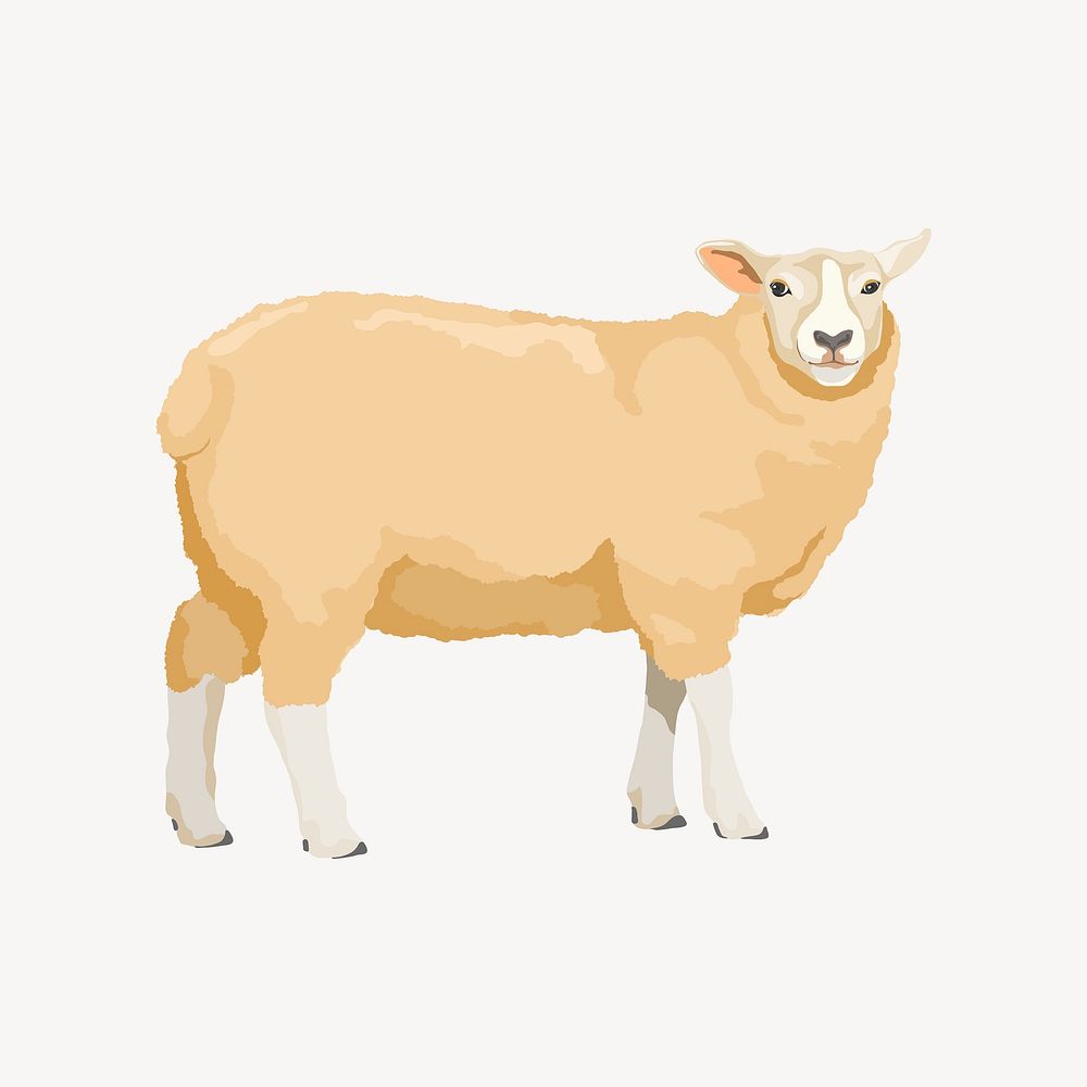 Sheep illustration clipart vector