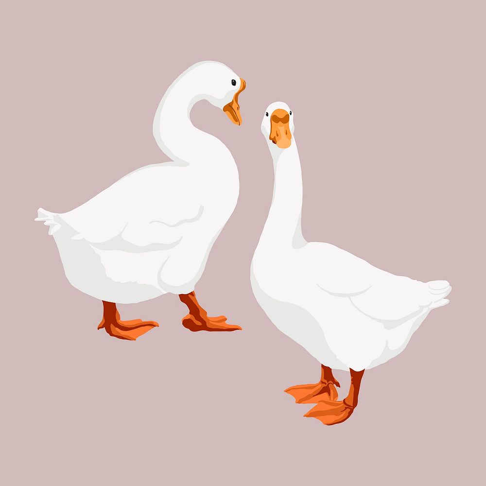 White geese, bird illustration, animal clipart vector