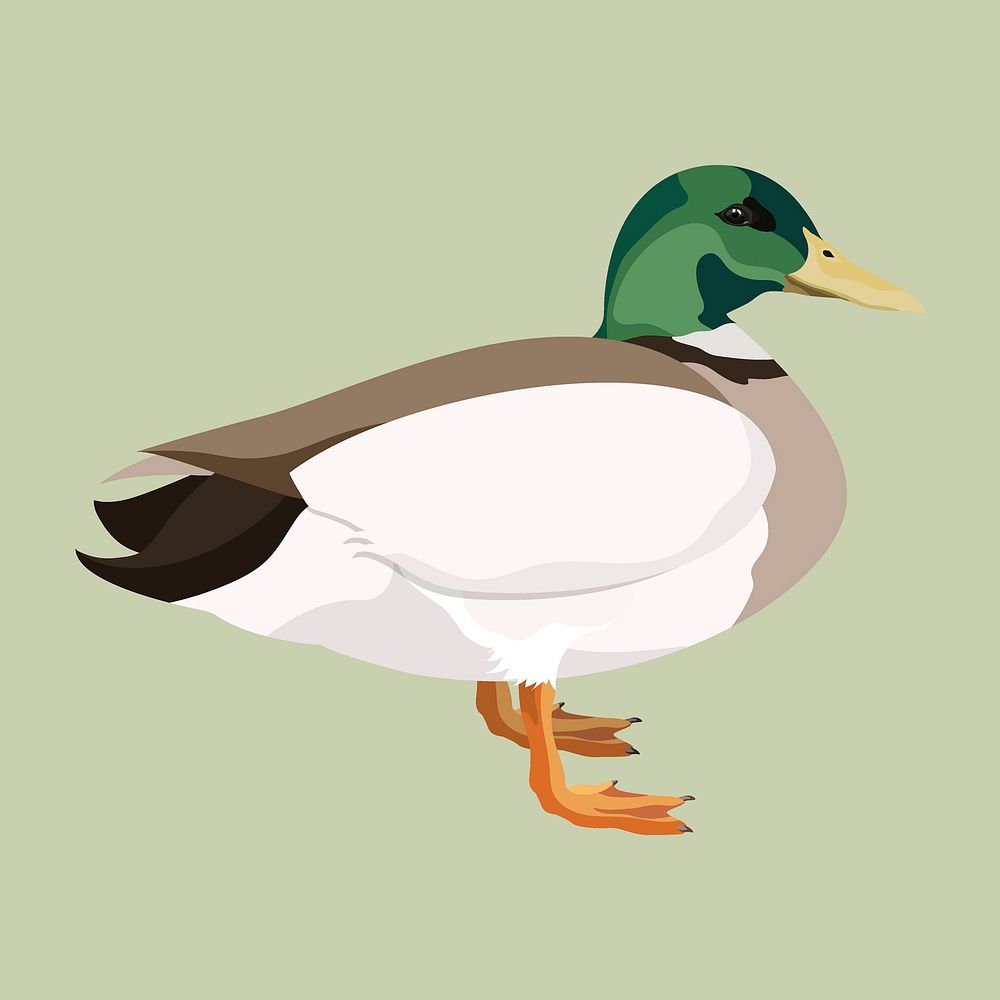 Wild duck, mallard bird illustration vector