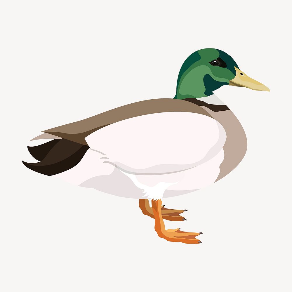 Wild duck, mallard bird illustration vector