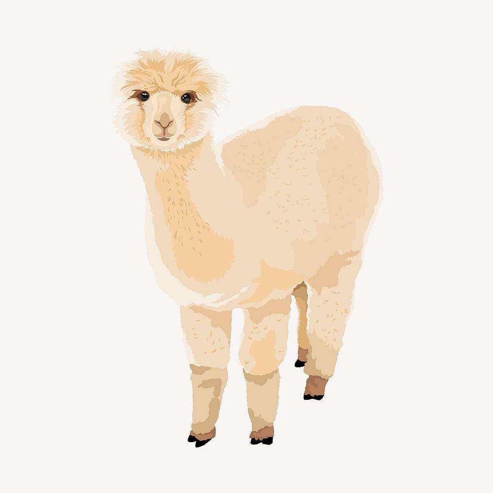 White alpaca illustration clipart vector