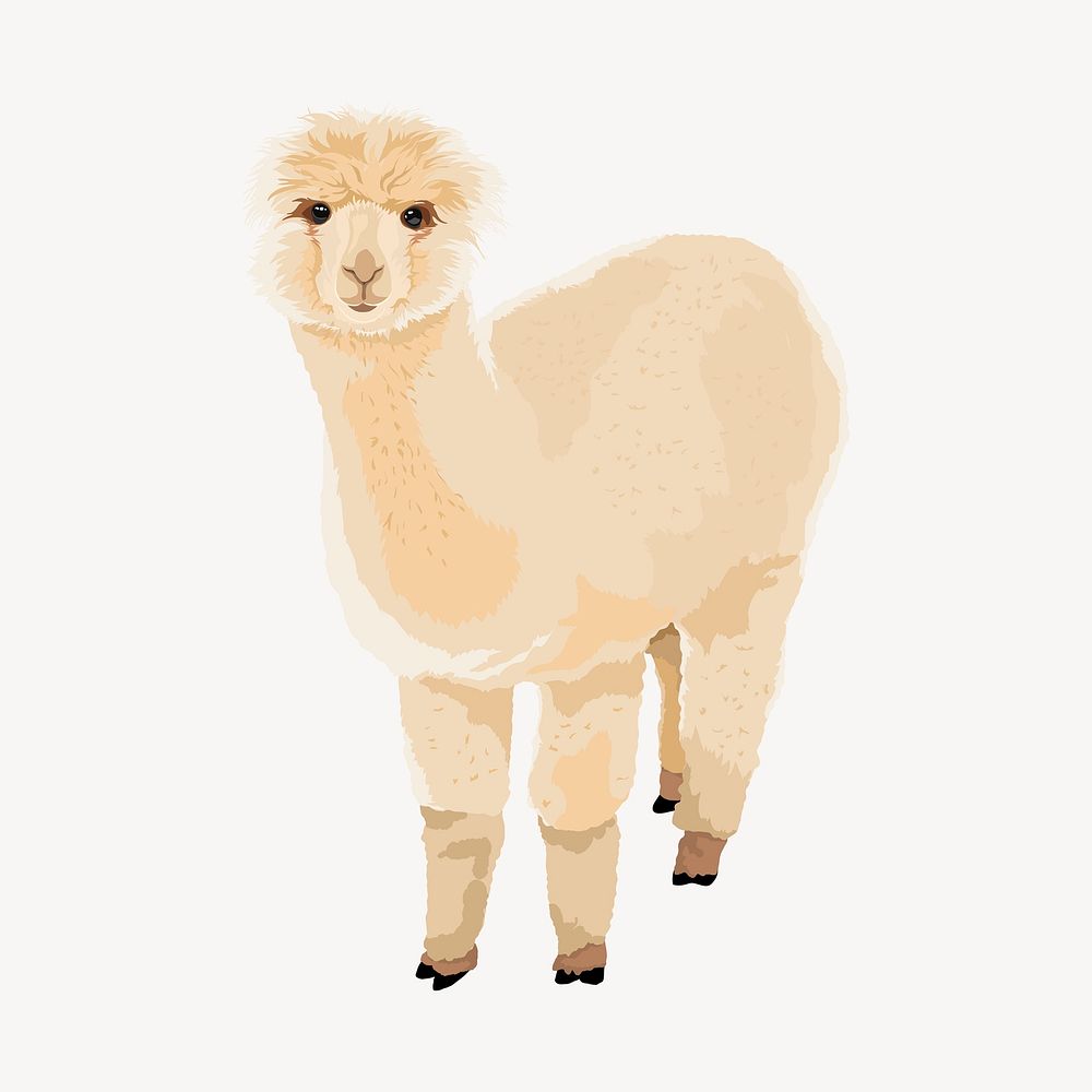 White alpaca illustration clipart psd