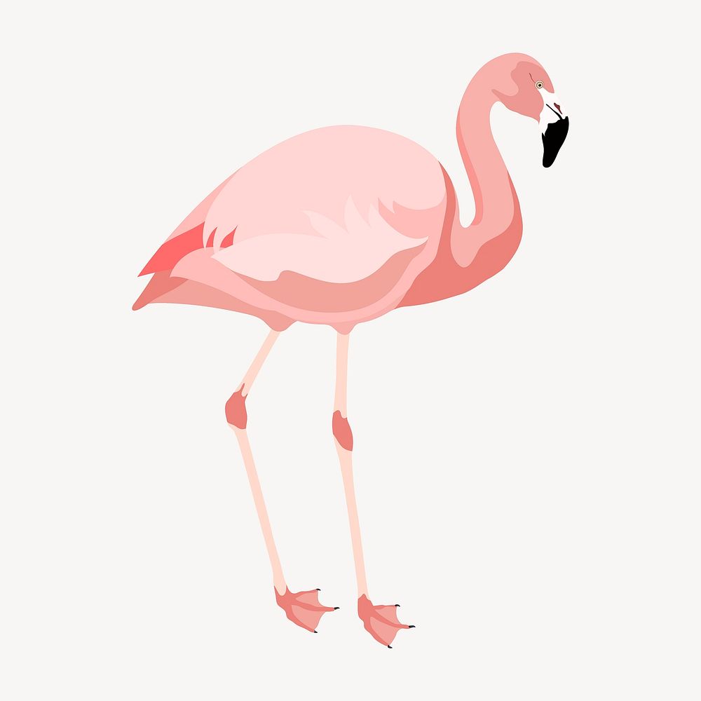 Pink flamingo illustration, animal clipart vector