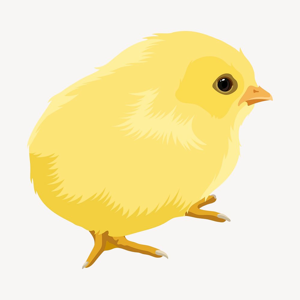 Baby chick illustration, realistic clipart psd
