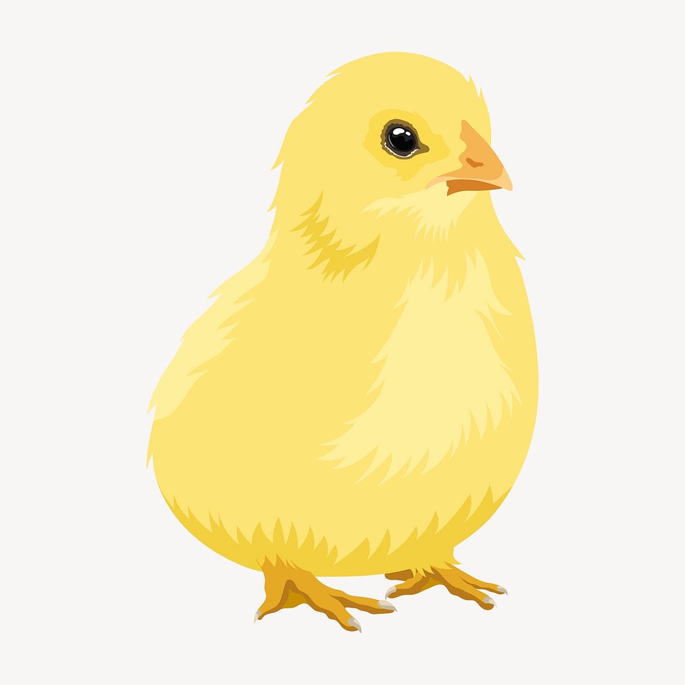 Baby chick illustration clipart psd