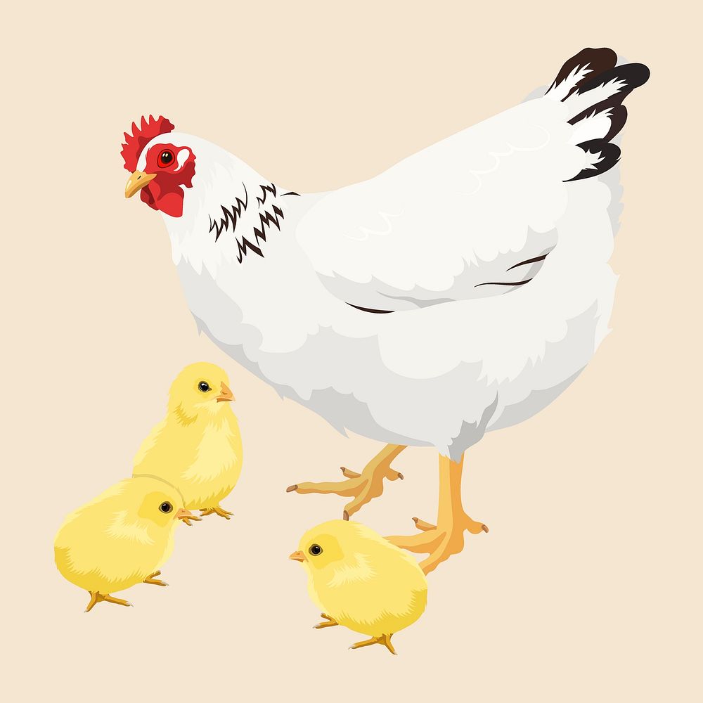 Mother hen and baby chicks illustration vector