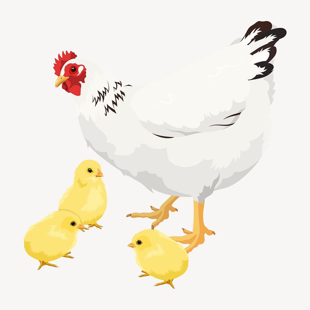 Mother hen and baby chicks illustration psd