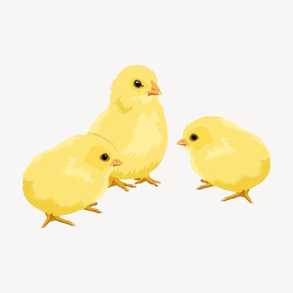 Baby chicks illustration clipart psd