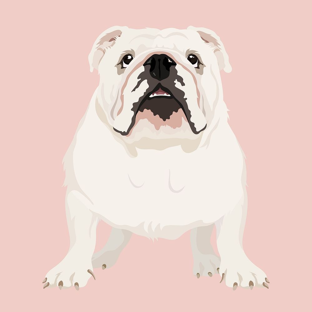 White bulldog, realistic dog illustration psd